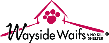 Welcome to Wayside Waifs